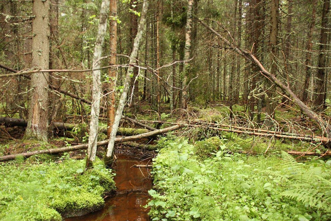 A Dél-Hargitán elhelyezkedő Lucs-tőzegláp a legnagyobb kiterjedésű Romániában | Fotó: Visit Harghita