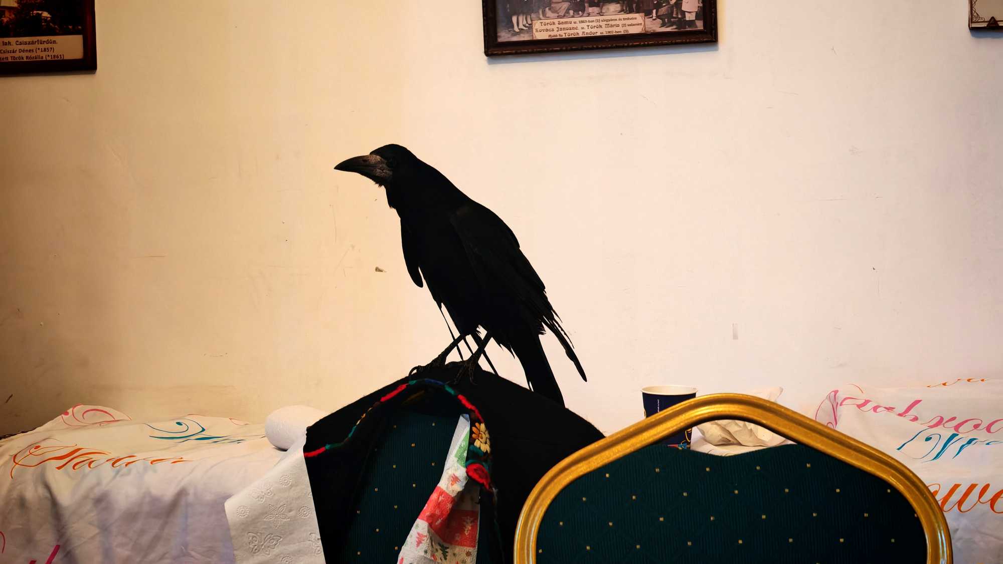 Csurika, a beszélő varjú, a könyvbemutatót csendben követte végig.