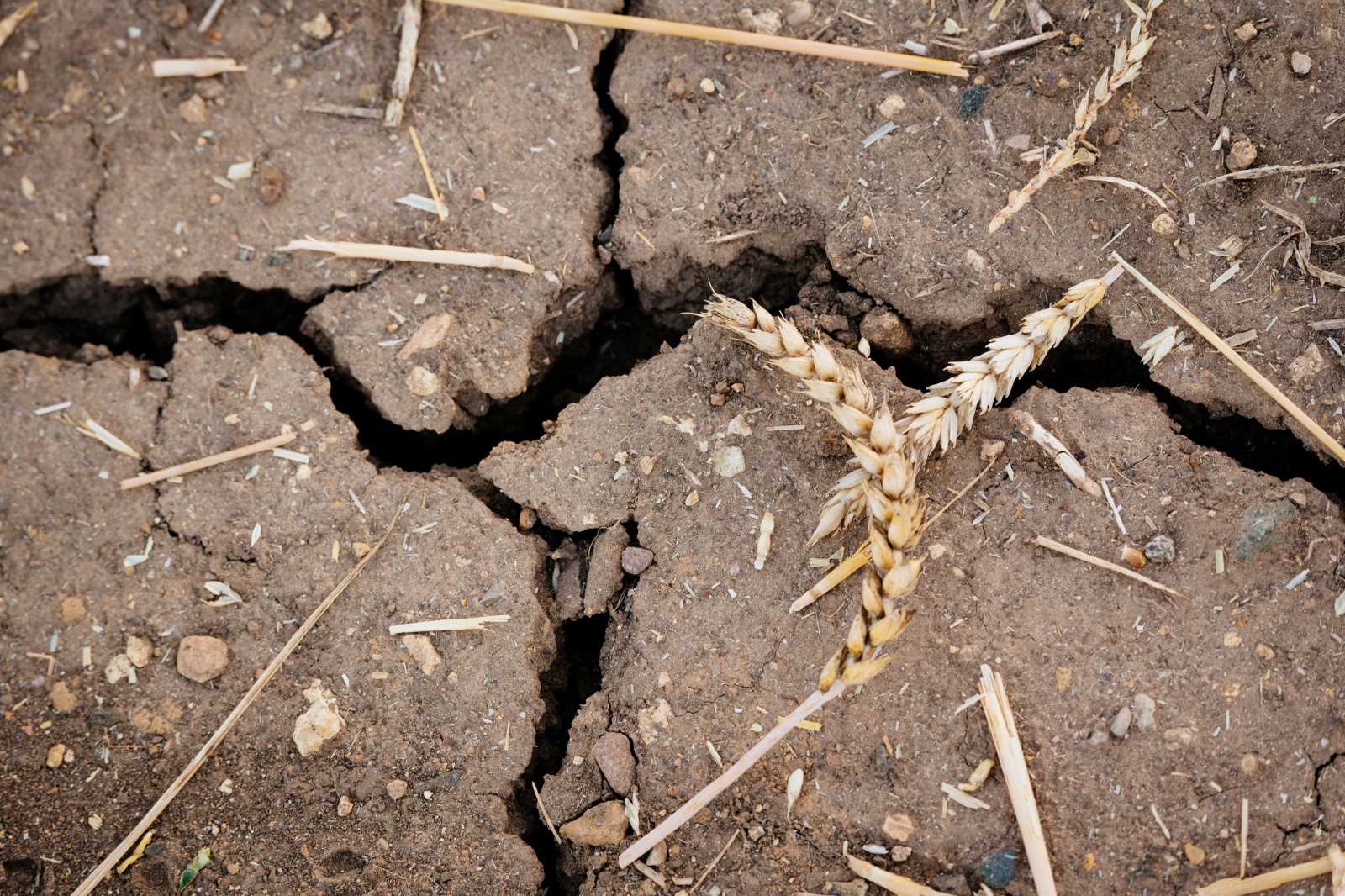 Romániában és a szomszédos országokban egyaránt súlyos aszály volt tapasztalható az év elején | Illusztráció: AdobeStock