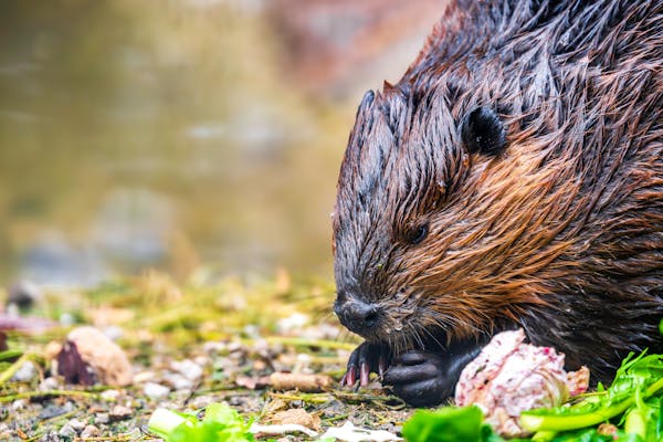 A hódok valódi építőmérnökök./ Illusztráció: Pexels