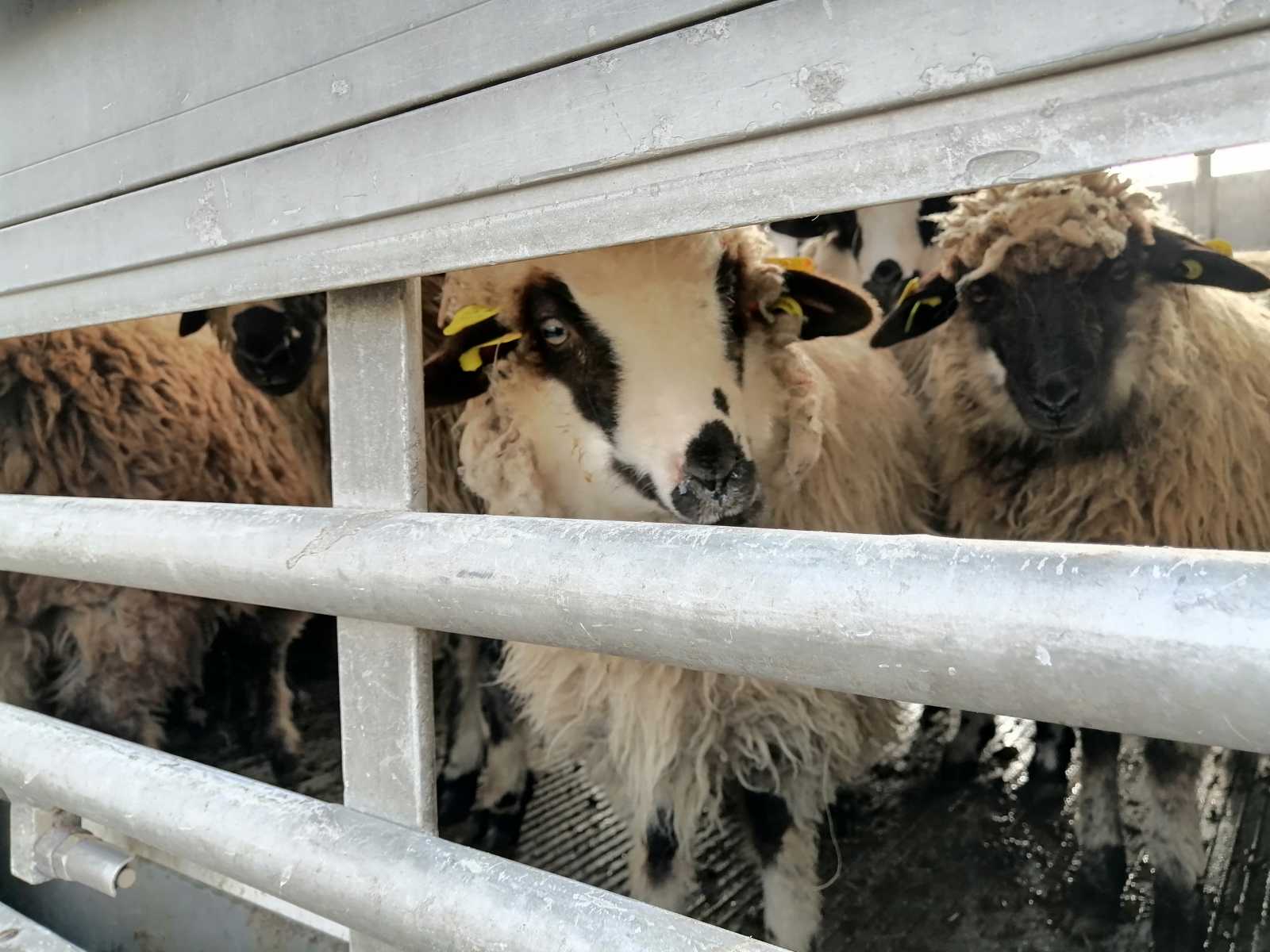 A megyéből máshová szállított állatokra sem érkezett panasz | Fotó: Létai Tibor