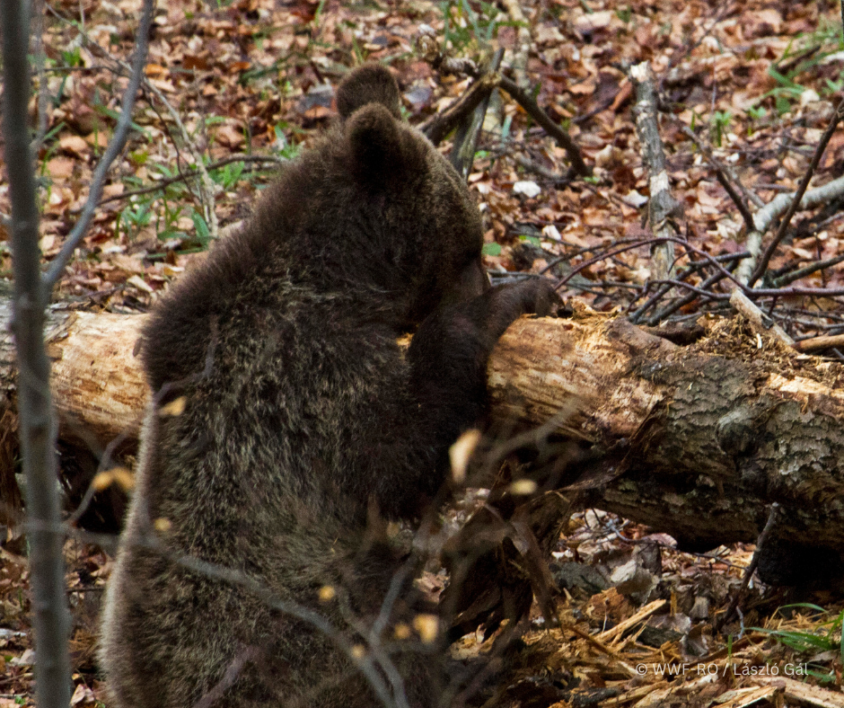 Ma már modellértékűvé vált Tusnádfürdő |Fotó: WWF