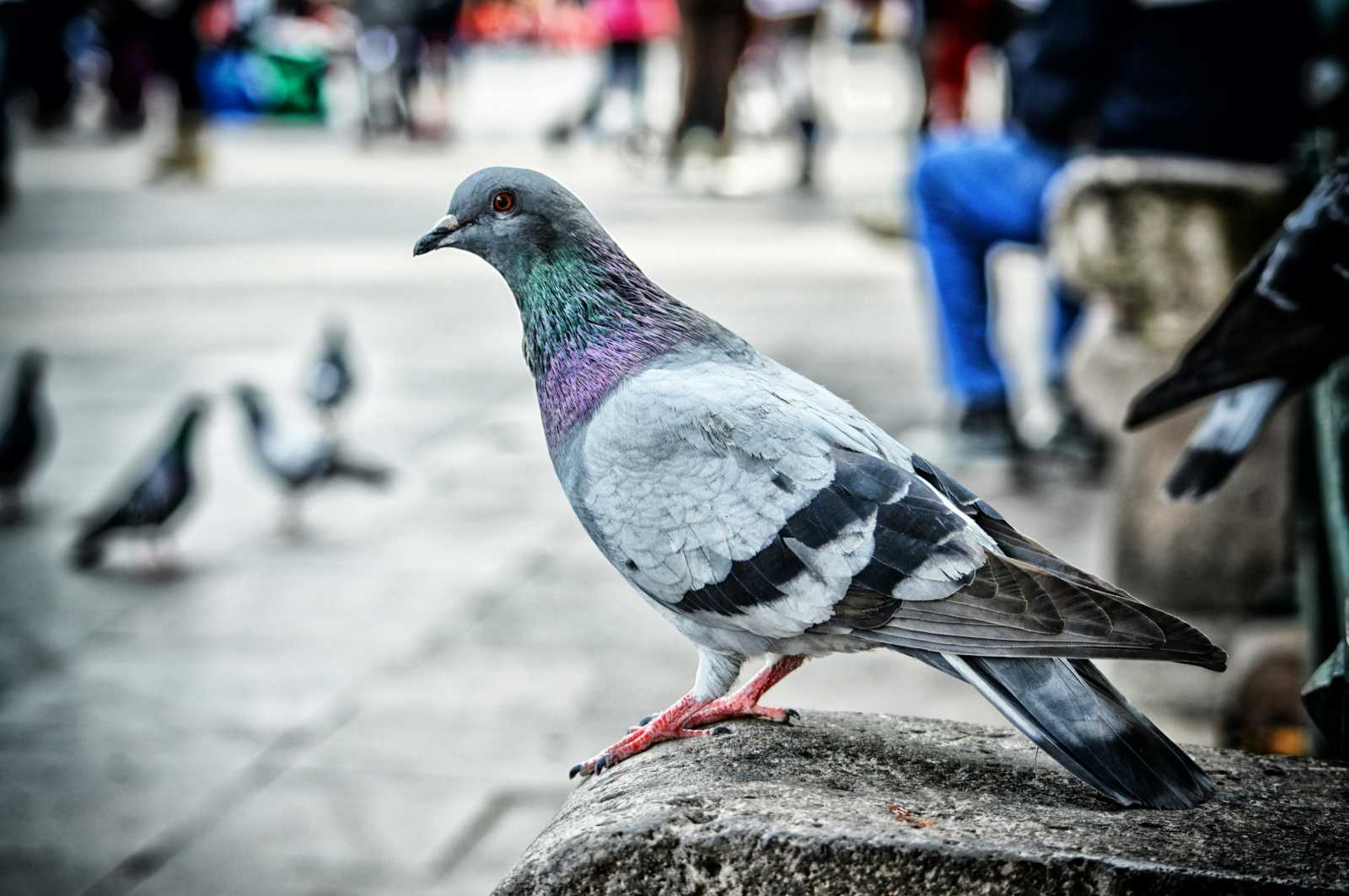 Betegségek hordozói, terjesztői is lehetnek | Fotó: Pexels