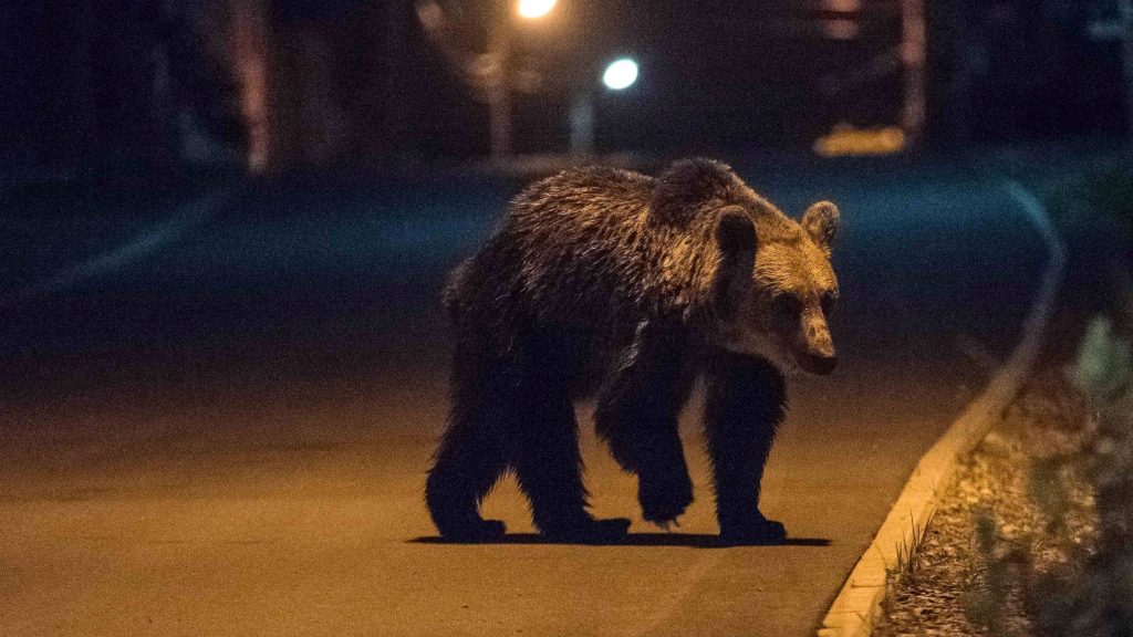 Ro-Alert üzenetet is küldtek | Fotó: MTI