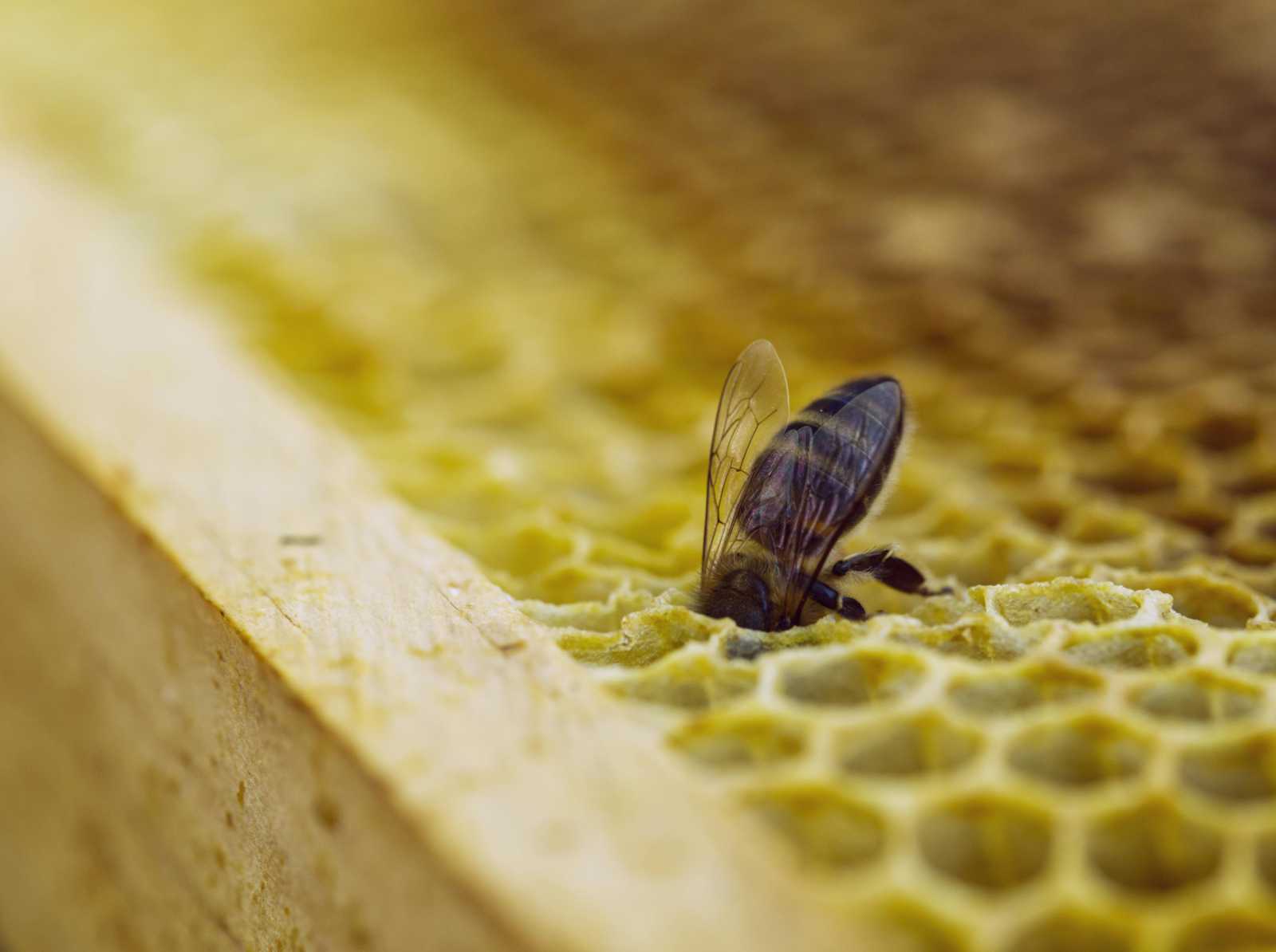Az állóméhészetek jobb szezonban reménykedhetnek | Illusztráció: Pexels