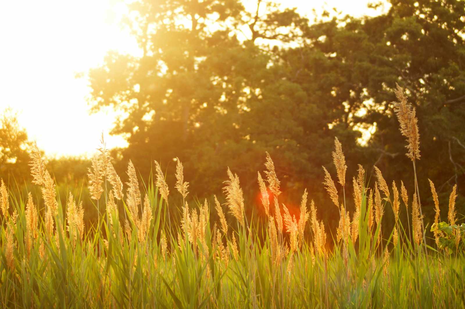 | Fotó: Unsplash 
