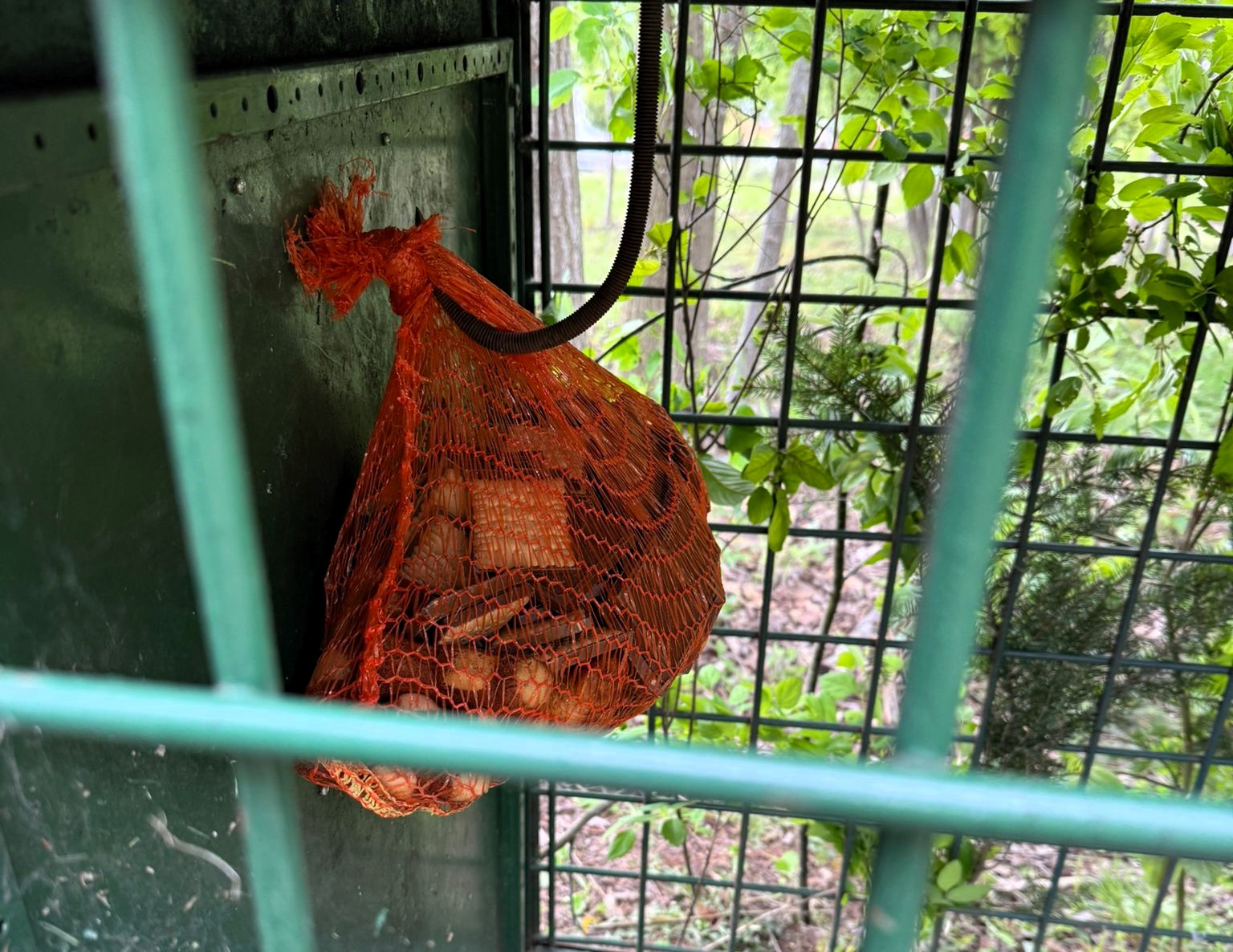 Gondosan elkerülik a csapdát a Szécsenyben járó medvék