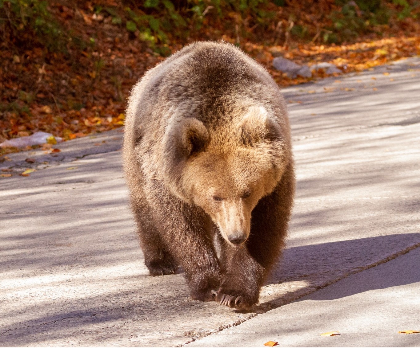 Medve támadt egy vadőrre./ Illusztráció: WWF