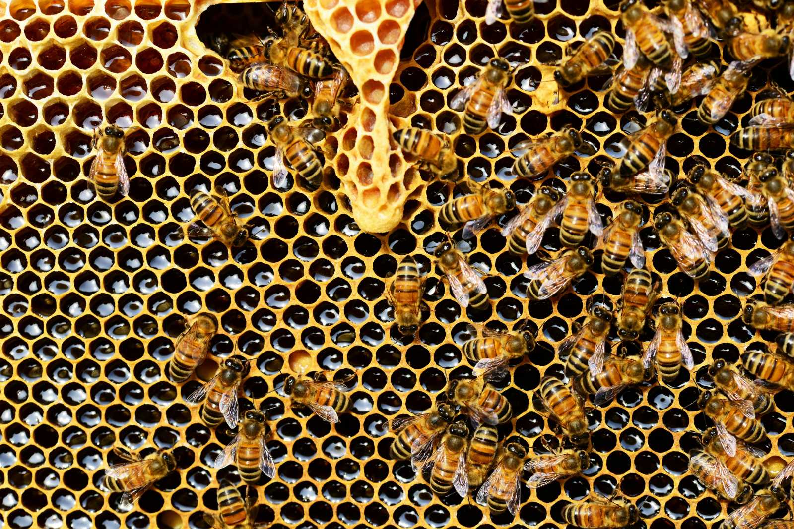 Nem alakult túl jól az idei szezon | Fotó: Pexels