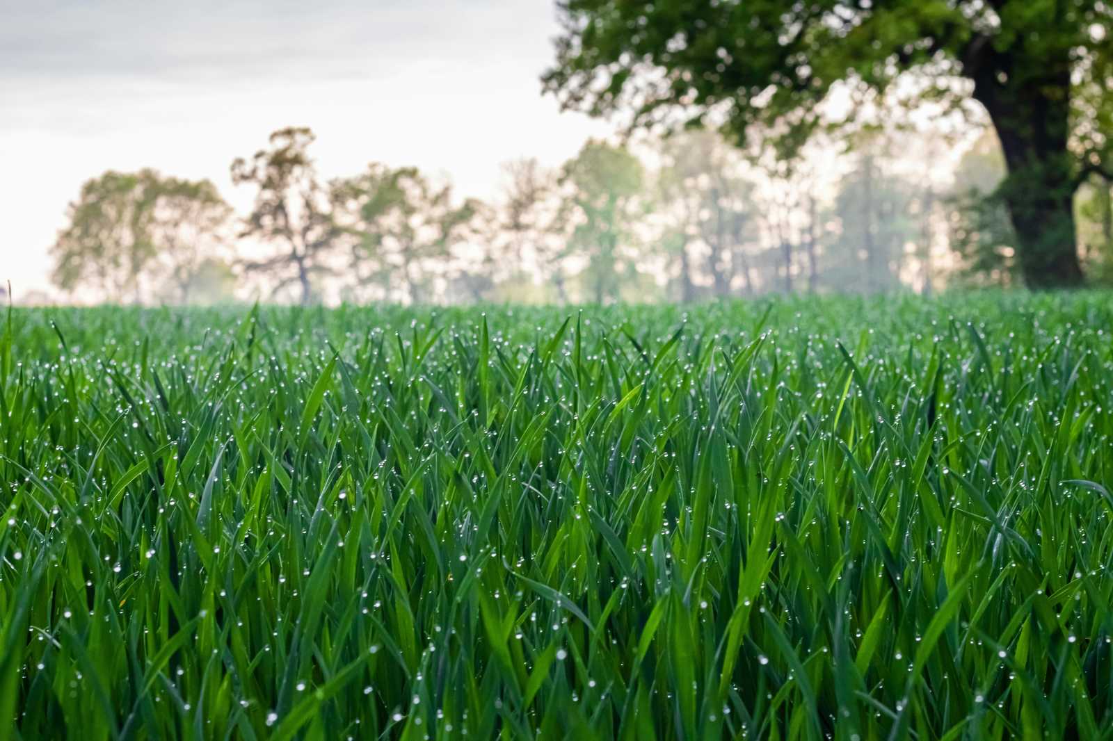 Ezen a héten számíthatunk bőséges esőre. | Fotó: Unsplash