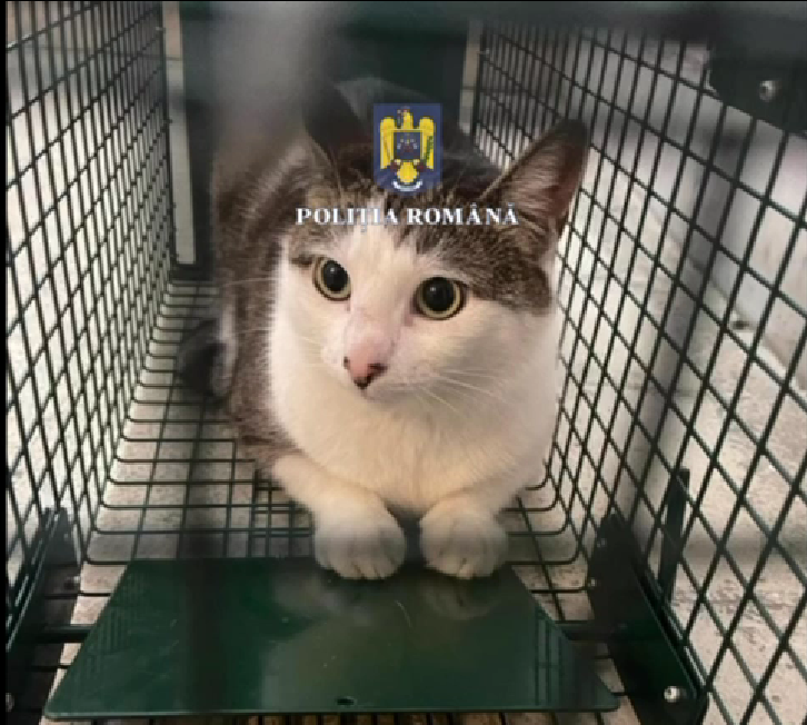 A macskákat sikeresen kihozták a házból./ Fotó: Román Rendőrség
