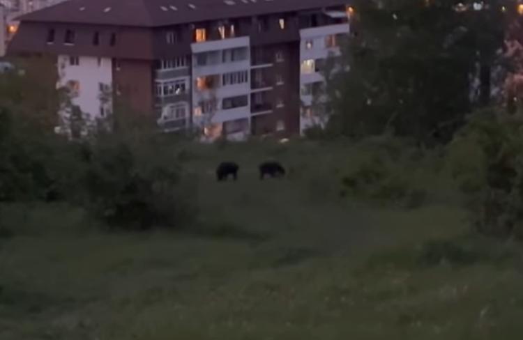 Az állatok egészen közel merészkedtek a házakhoz./ Fotó: képernyőmentés