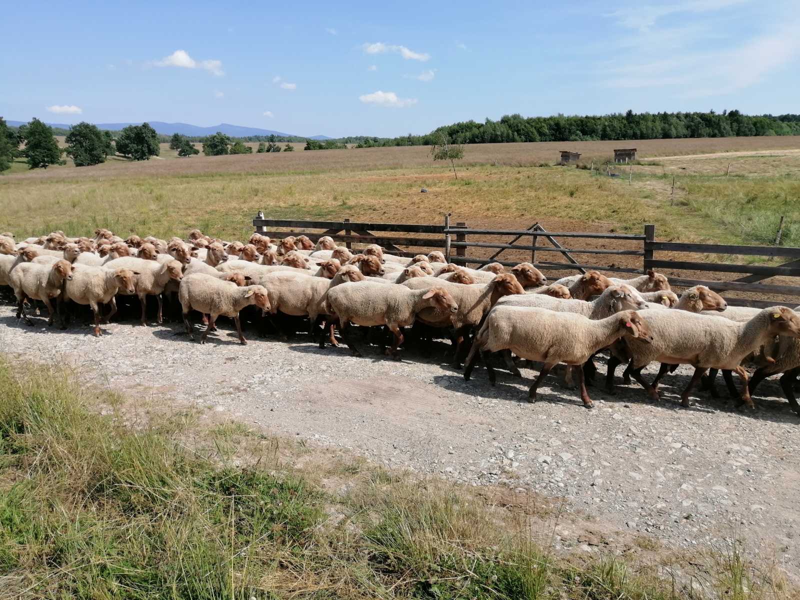 Csak jogszerűen birtokolt területeken engedélyezett a legeltetés. | A szerző felvétele