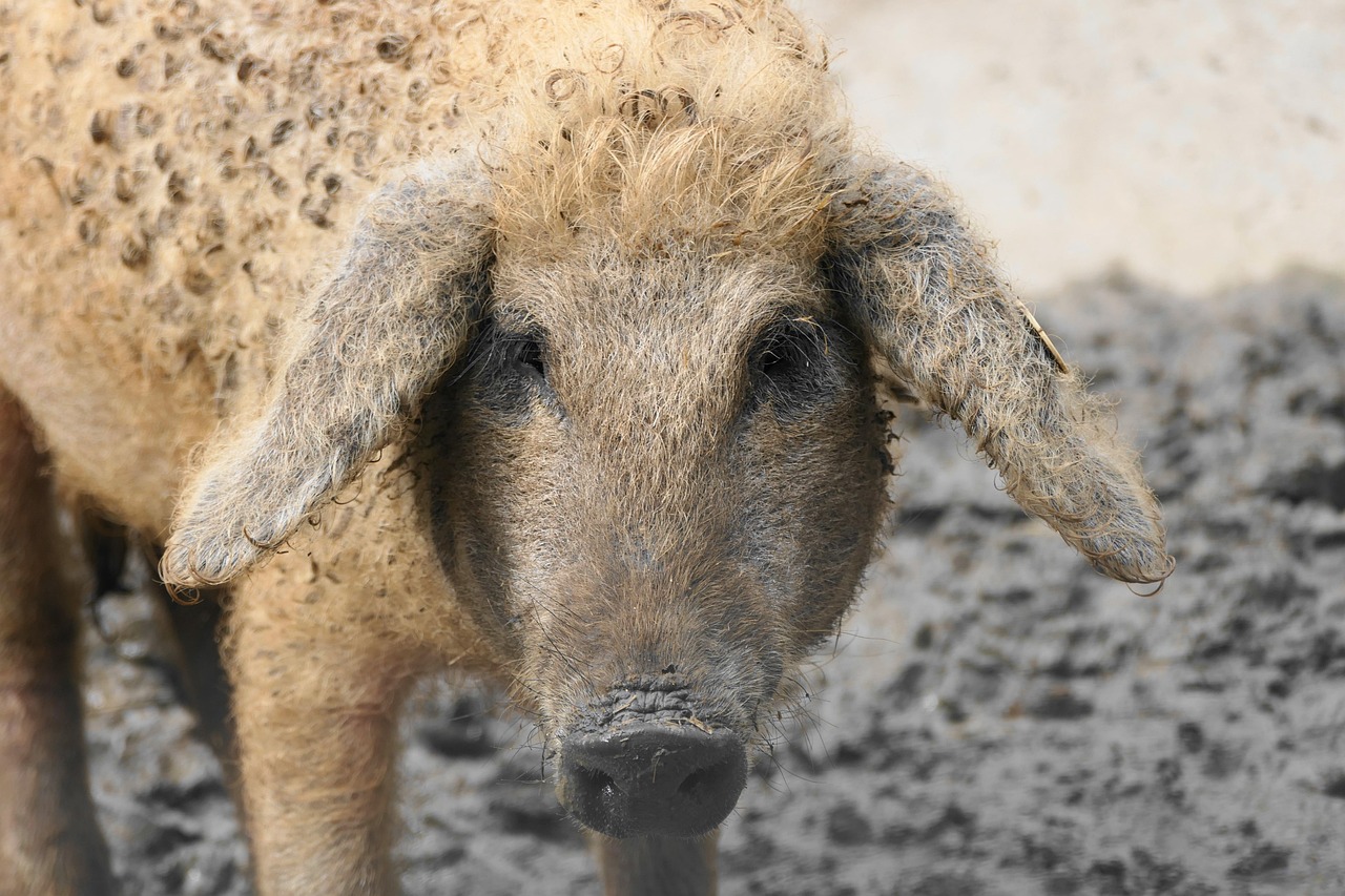 A mangalica húsa népszerű azok körében, akik különlegeset szeretnek fogyasztani | Illusztráció: Pixabay