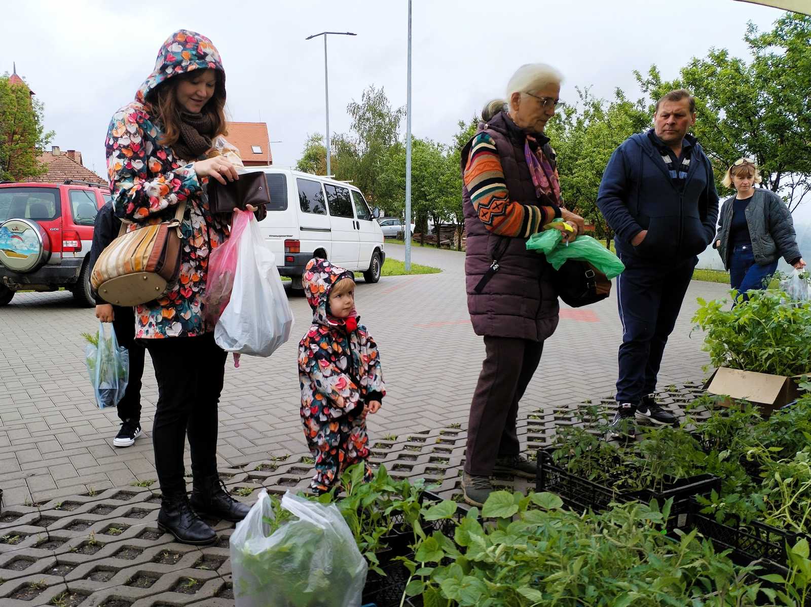 Bárki beszerezhette az ellenőrzött körülmények között nevelt, egészséges palántákat | A szerző felvételei