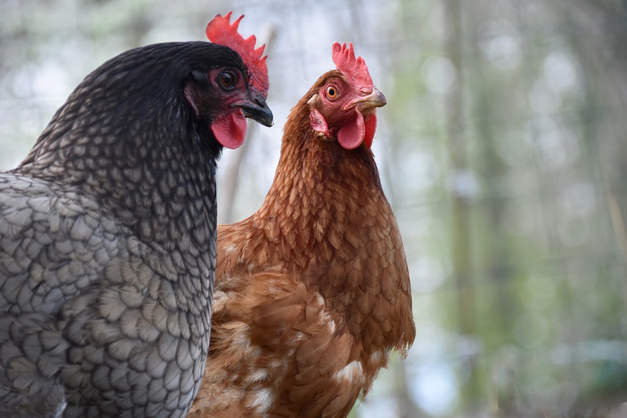 Hargita megyében hét tyúkfarm működik | Illusztráció: Pexels