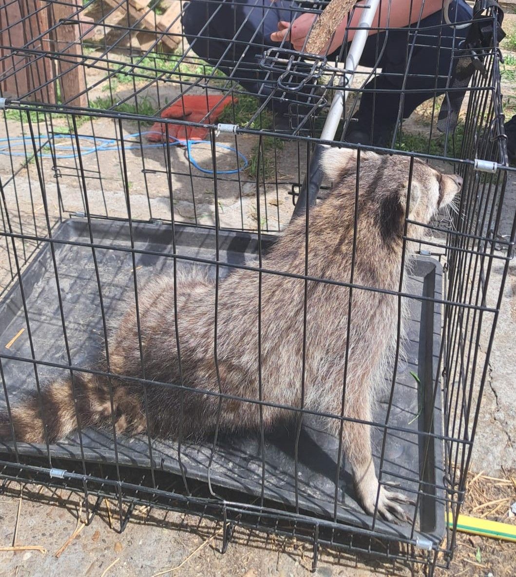 Elfogták | Fotó: konstancai csendőrség