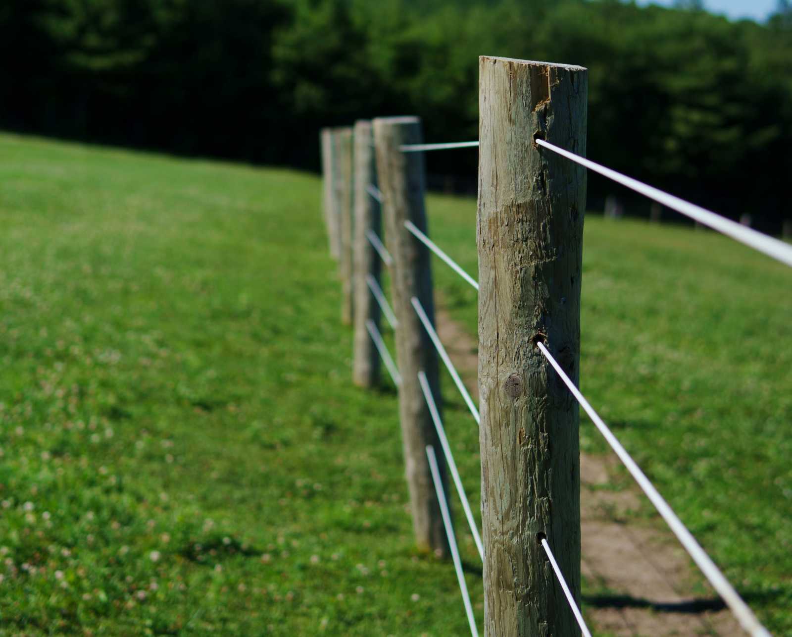Nagy az igény a villanypásztorokra | Fotó: Unsplash