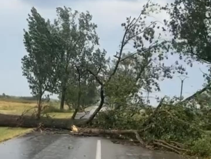 Egy kidőlt fa ráesett egy idős férfira | Illusztráció: katasztrófavédelem/archív felvétel