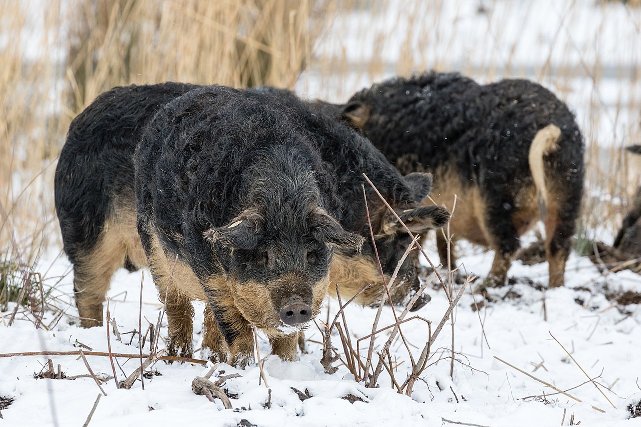 Mangalica sertések | Fotó: Wikipedia