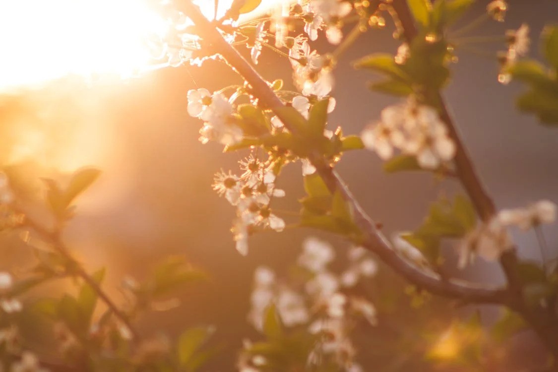 Ma van a tavaszi nap-éj egyenlőség | Fotó: Pexels