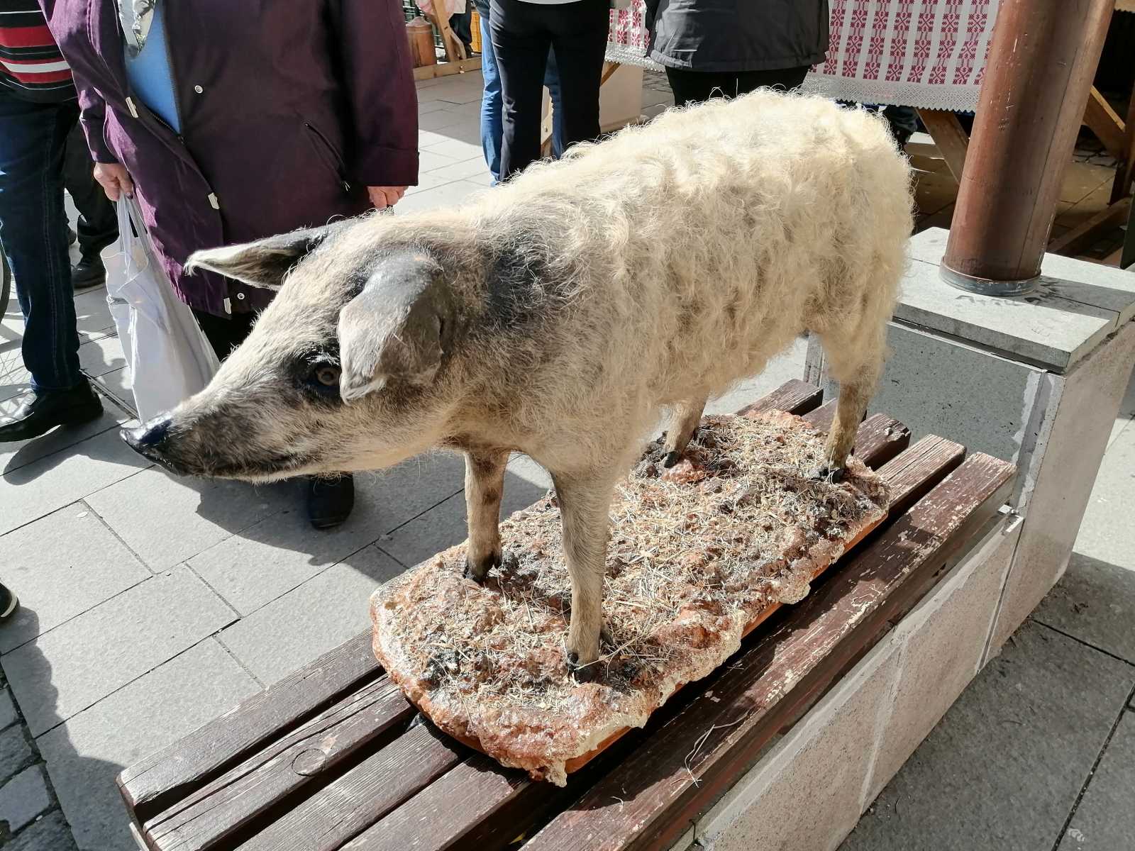 A sertés főszerepbe került | Fotó: A szerző felvétele