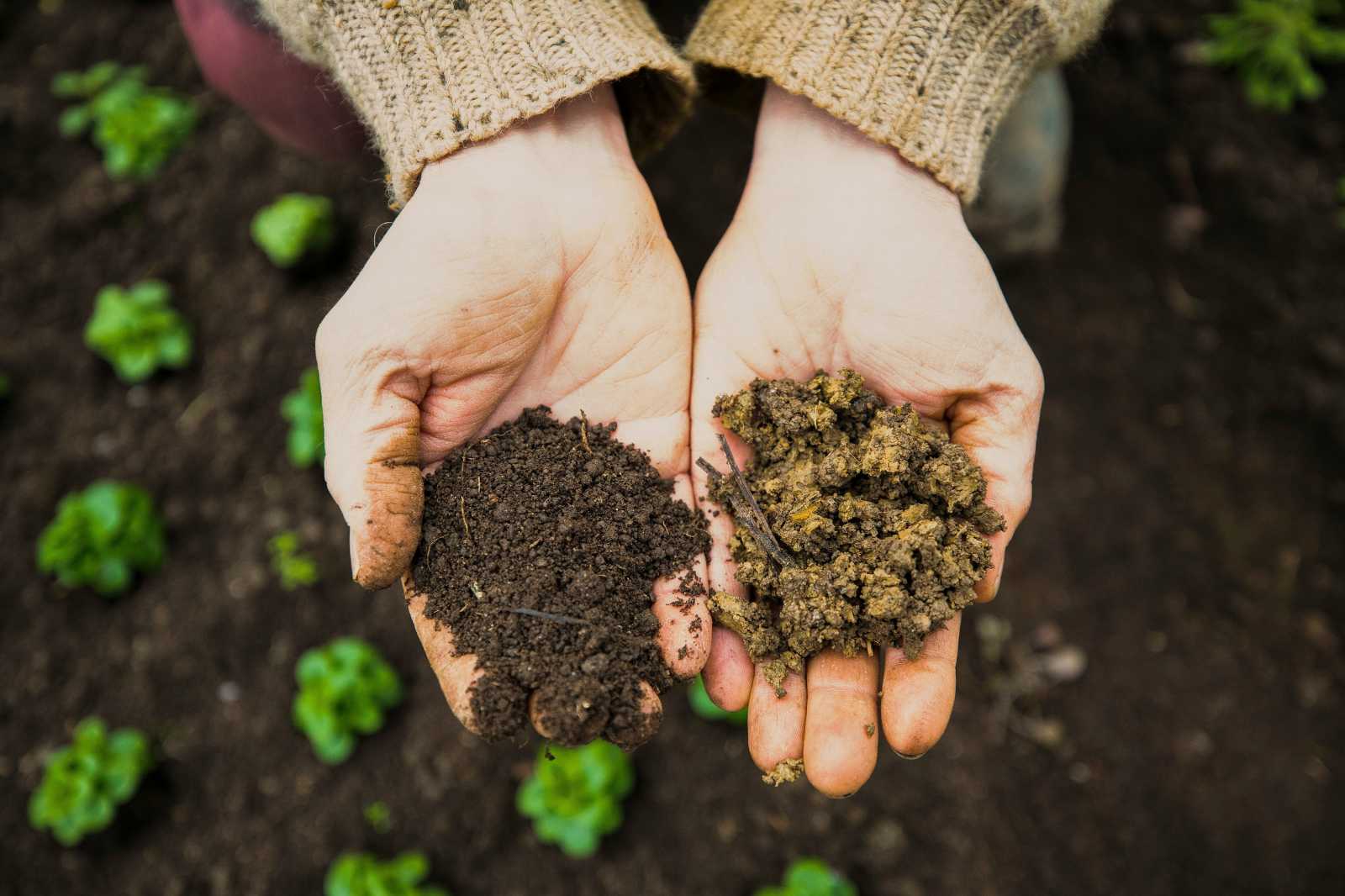 Számos befolyásoló tényező határozza meg a talaj minőségét | Illusztráció: Unsplash