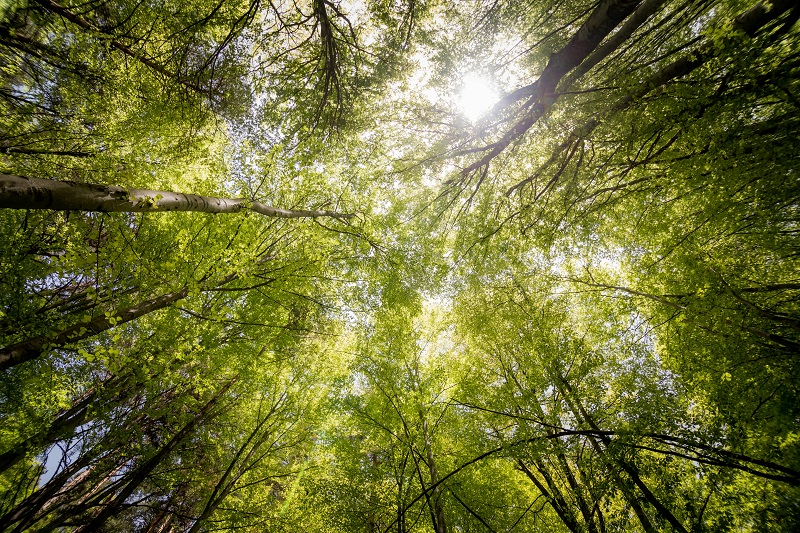 Megjöttek az INS adatai | Fotó: Pexels