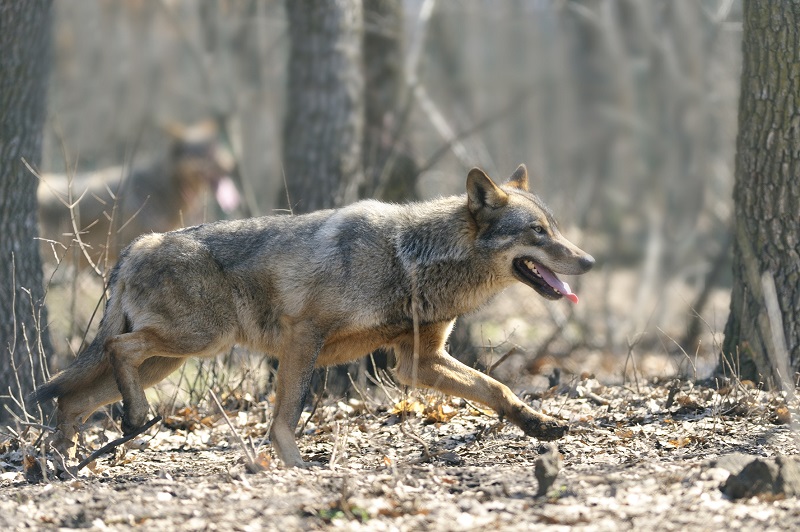 Nekiugrott a gyereknek, és megpróbálta bevonszolni az erdőbe | Illusztráció: Wolflife Project 