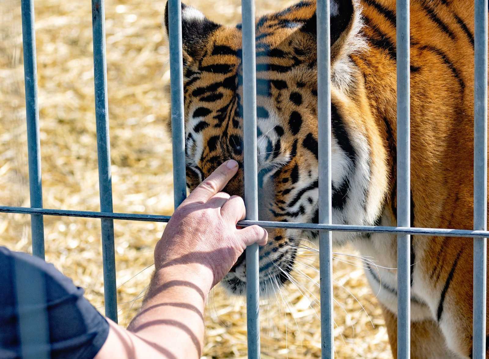 Nem fogadhatnak látogatókat, amíg nem engedélyeztetik az állatkertet | Fotó: Liska Park/Facebook