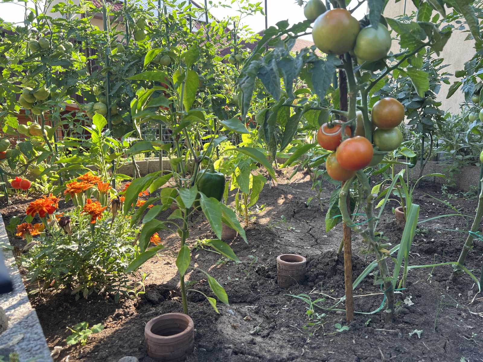 Kerámiaedény a föld nedvesen tartására. A vízigényes paprika hálás érte | Fotó: Rákóczi Kinga