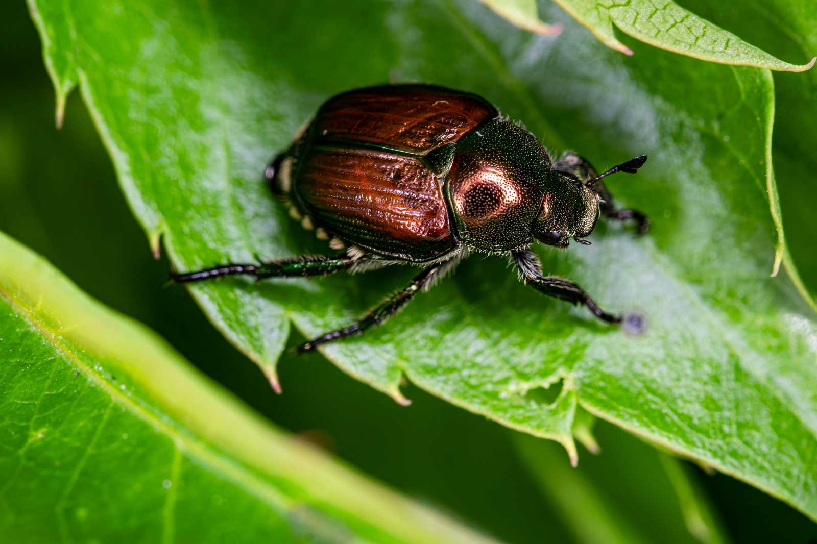 Mintegy 400 növényfajra veszélyes ez a bogár | Fotó: Unsplash