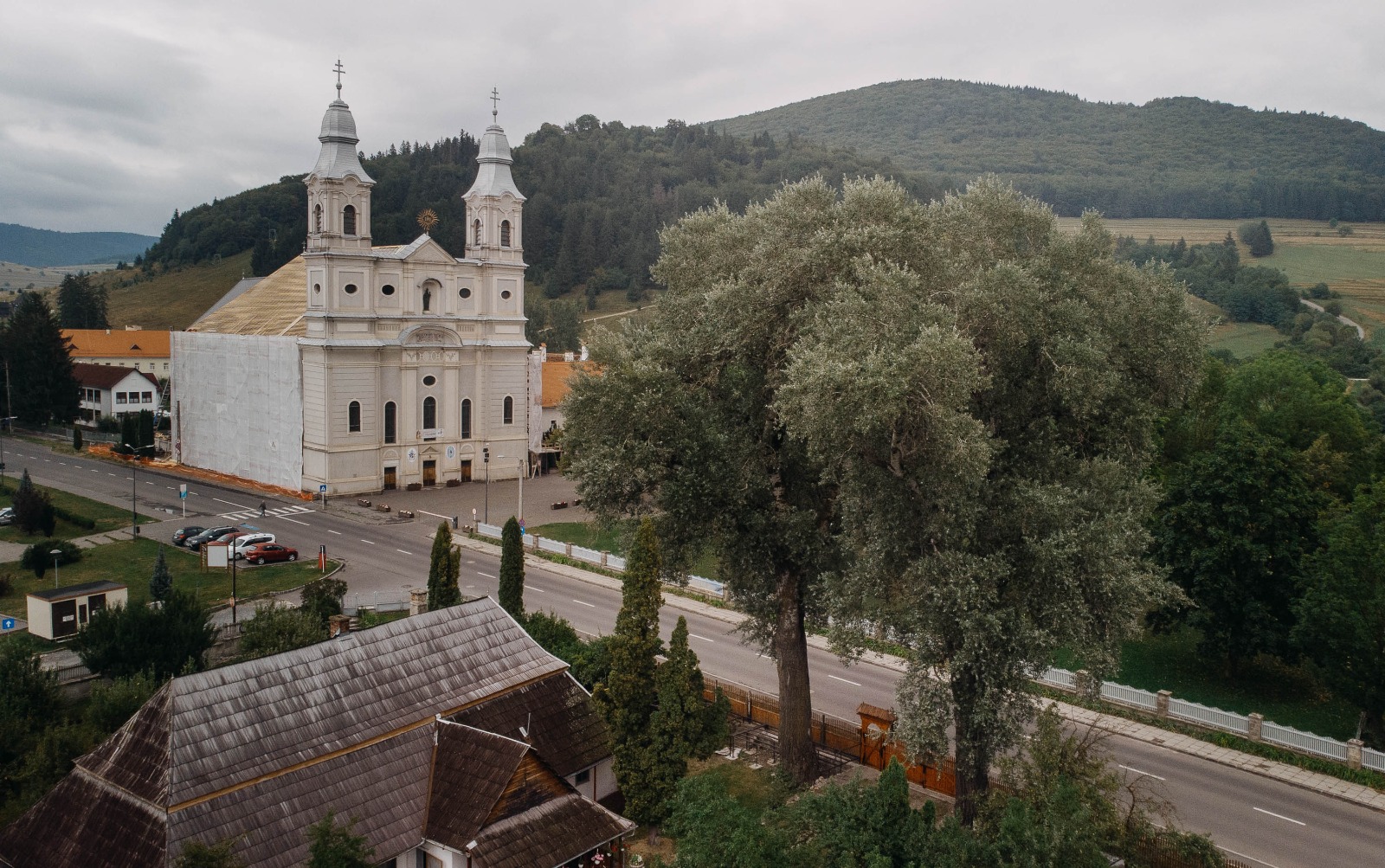 Meghatározzák a látványt. Ápolni kell az idős fákat. | Fotó: Csíkszereda városháza