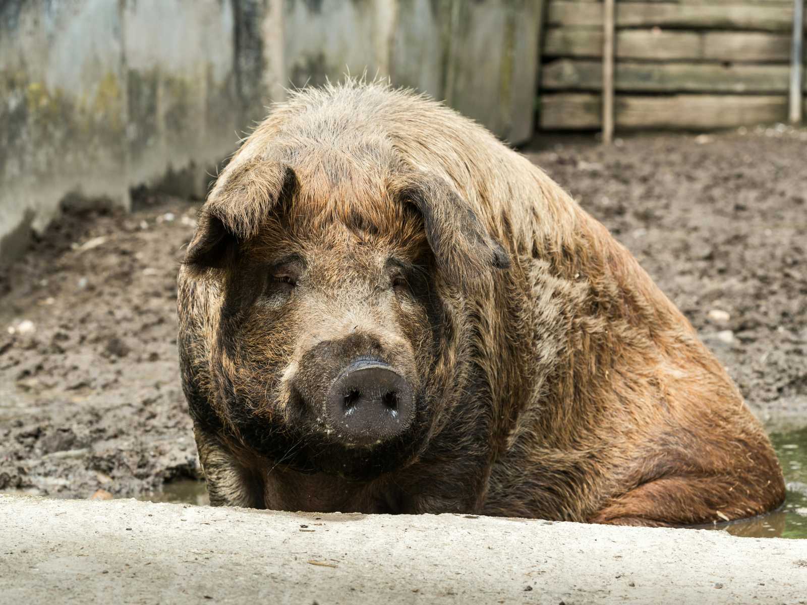 Ma már a világ minden táján kedvelt fajta | Fotó: Pexels