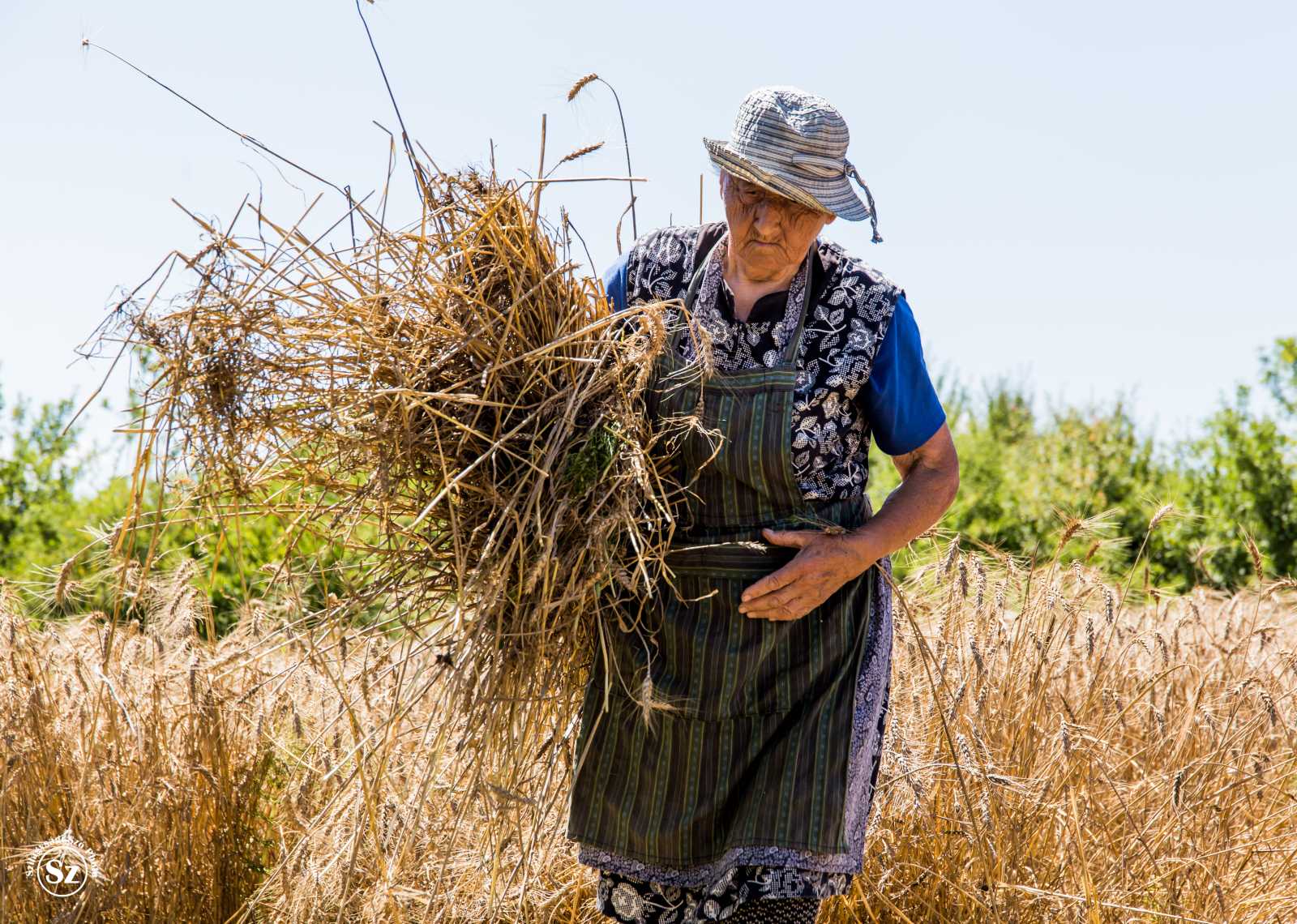 Anna néni keserű mosollyal idézi fel, hogy bár szeretett és szeret dolgozni, az aratás sok kellemetlen emléket hordoz | Fotó: Szilágysági szó photo