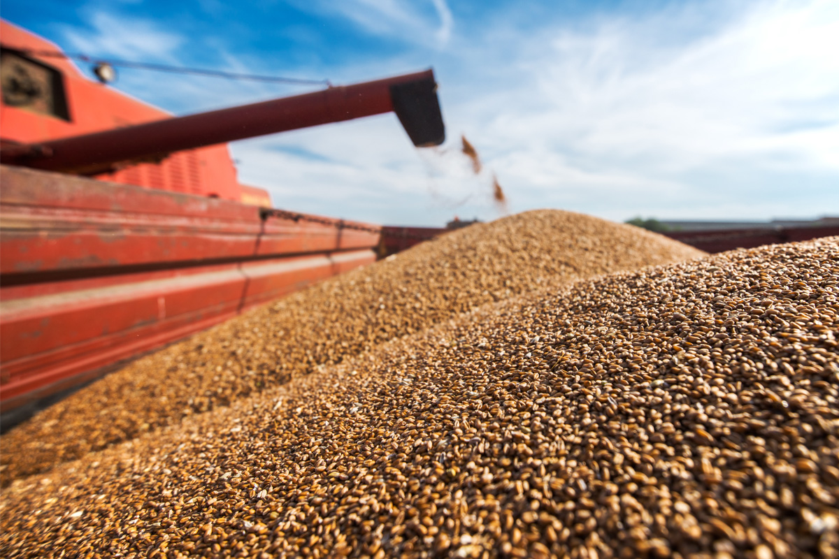 Az őszi búzának jó volt az időjárás | Fotó: Facebook/World Grain