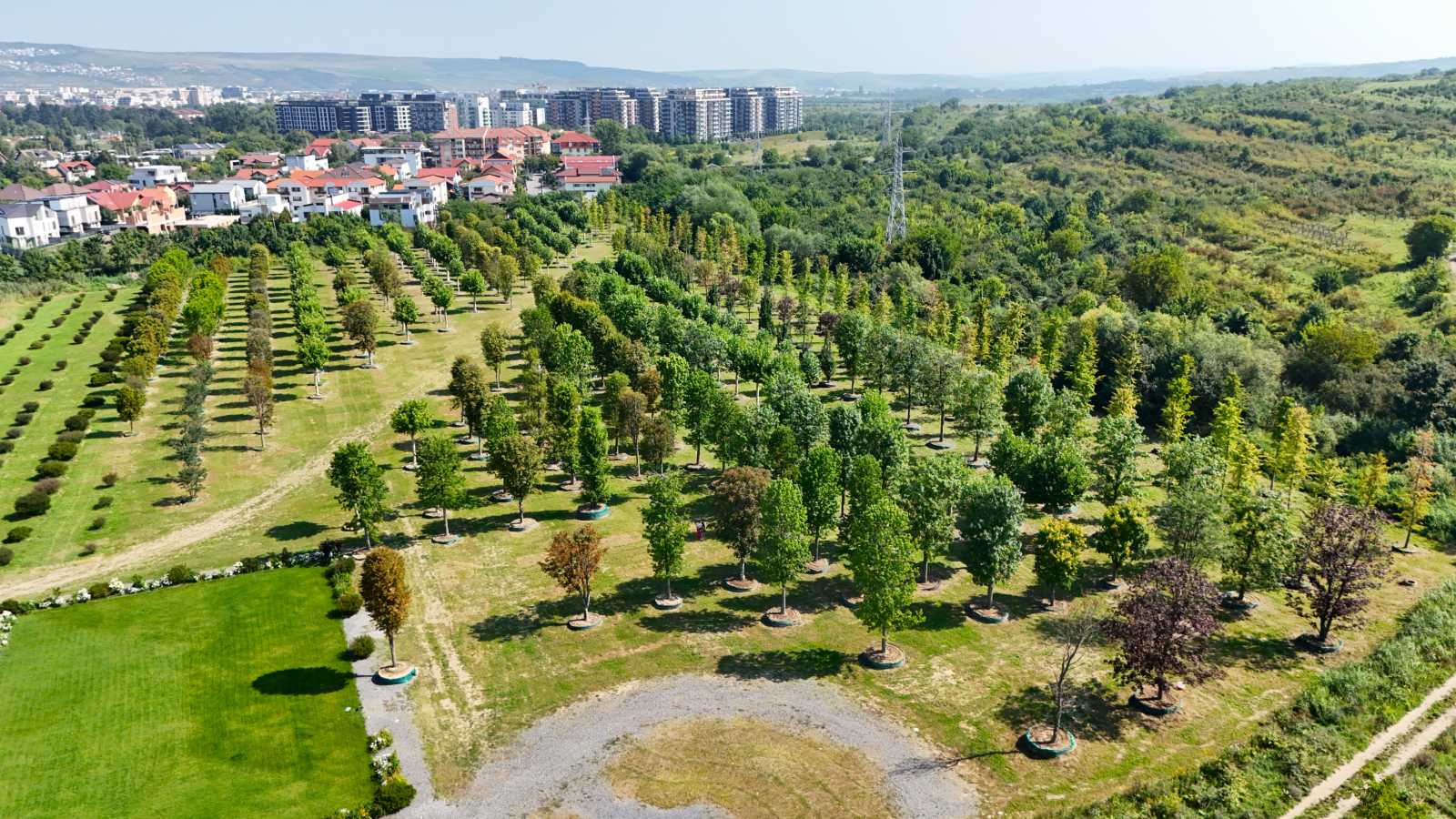 A RIVUS faiskolája: közel 700 fát nevelgetnek itt.