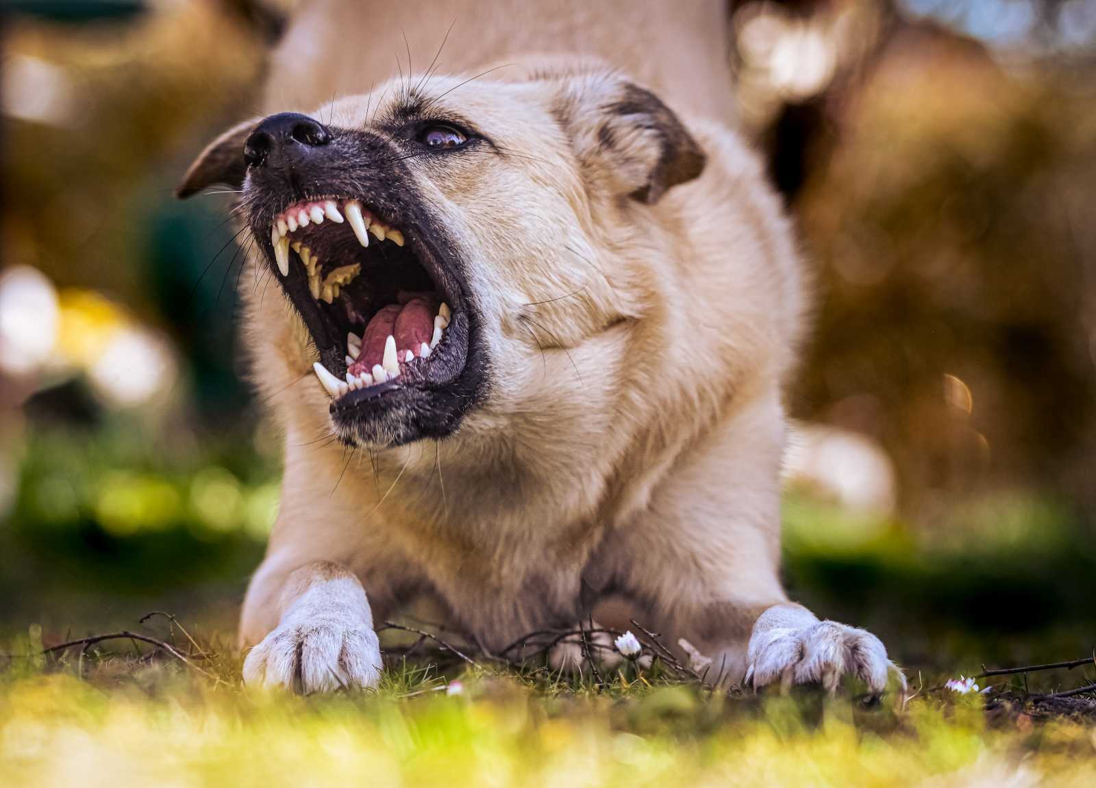 Kegyetlen módon nevelt volna harci kutyát az elkövető | Illusztráció: Unsplash