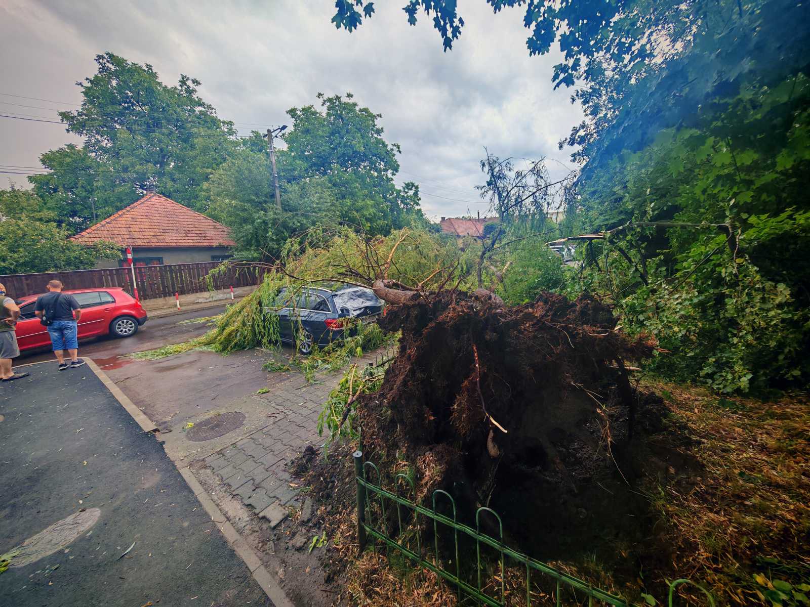Jól látszik, hogy milyen kis gyökere van egy fűzfának a lombozatához képest. Egy autó vallott kárt | A szerző felvételei