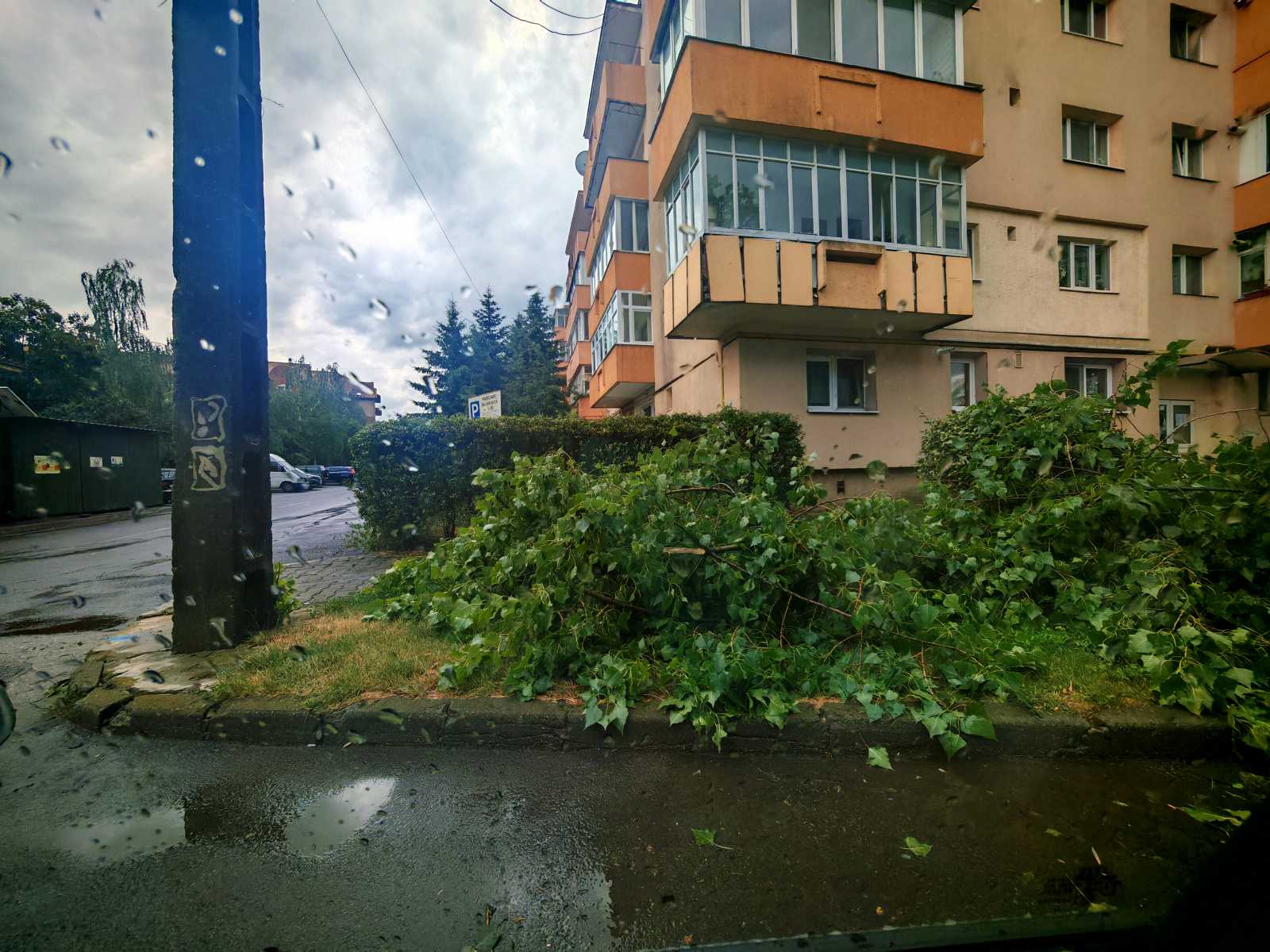 Leszakadt ágak a Torjai úton