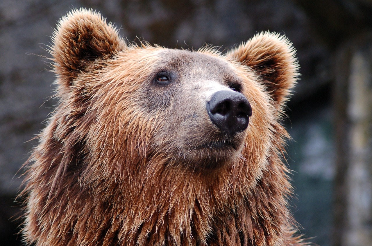 Komoly problémát okoznak a térségben a medvék | Illusztráció: Pixabay