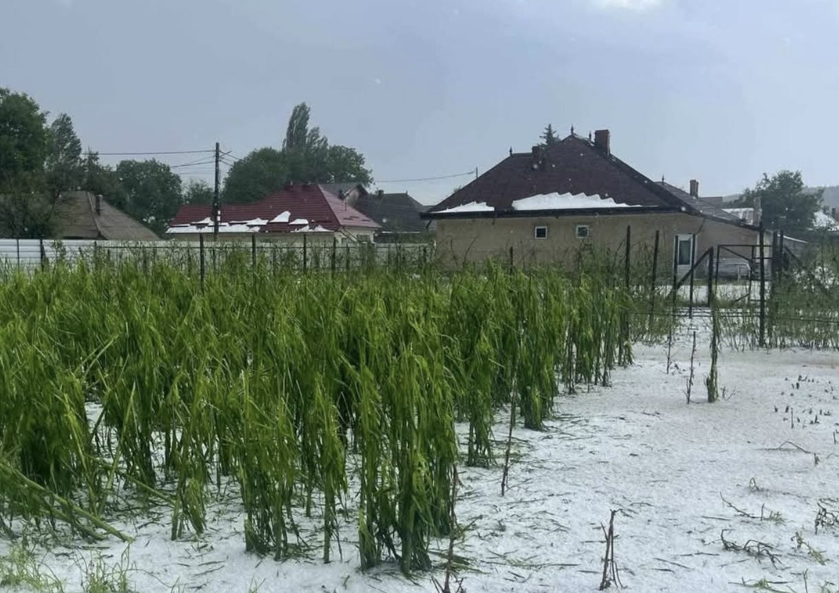 Jég verte el a termést Neamț megyében | Fotó: Meteoplus