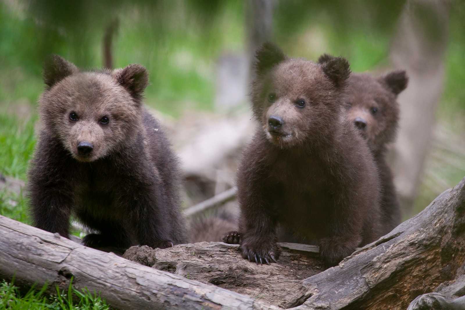 Kedvesek a bocsok, de semmiképpen nem játékmackók! | Fotók: Bear Again Rehabilitation Center for Orphan Bears 