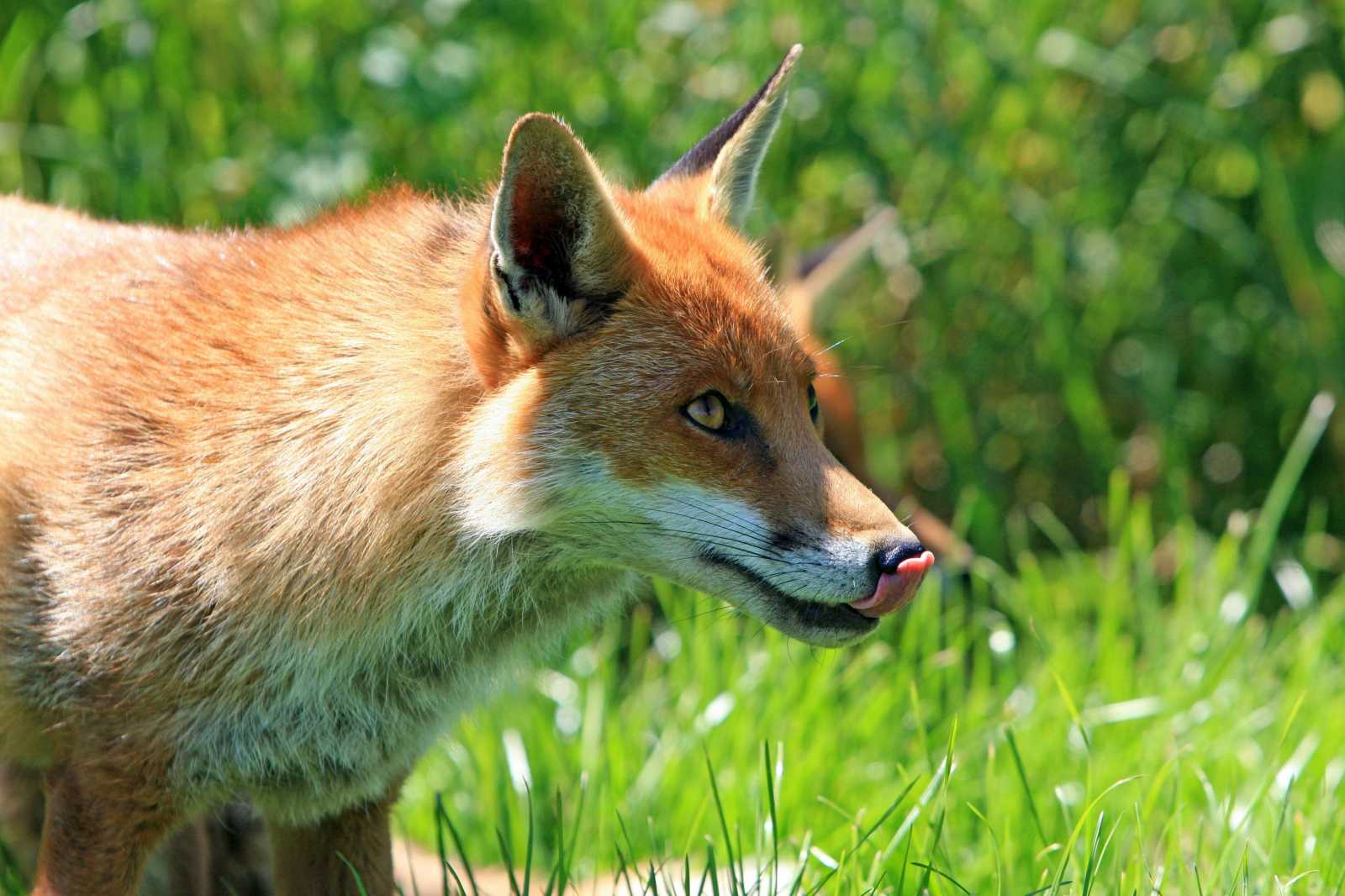 Ipari parkba tévedt egy róka | Illusztráció: Pixabay