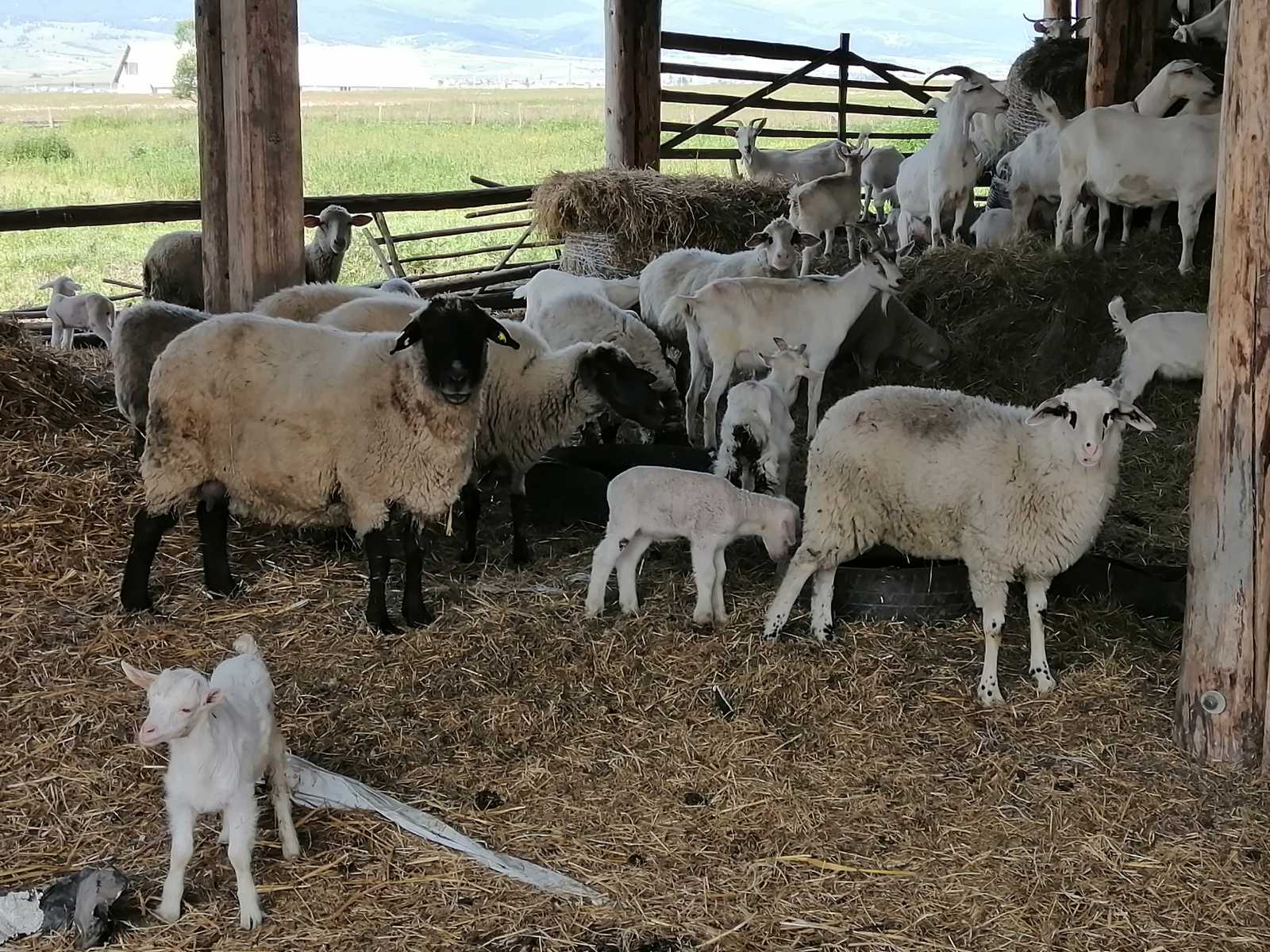 A juhok gyapjúja ma már inkább veszteség számba megy