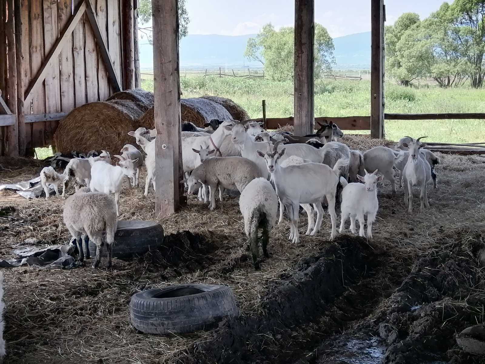 A medvék miatt nehezebb pásztort találni