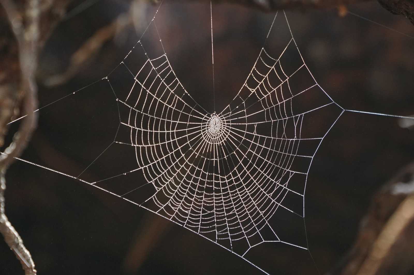 A szakértők kétségkívül pókra gyanakszanak. Illusztráció: Pixabay