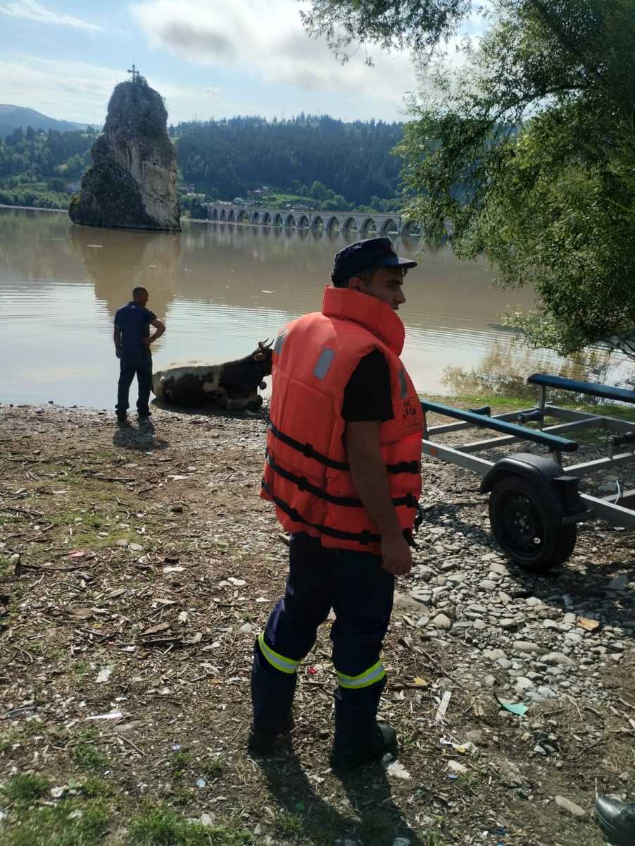 Tehenet is mentettek. | Fotó forrása: IGSU/Facebook