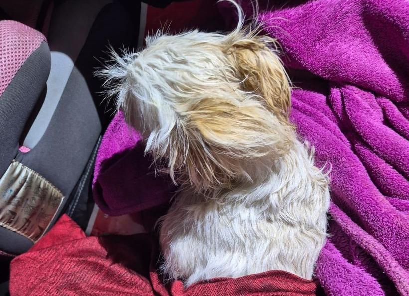 A kiskutya túlélte, ám mozdulni képtelen volt a zuhanás után. | Fotó forrása: Hunyad Megyei Rendőrfelügyelőség