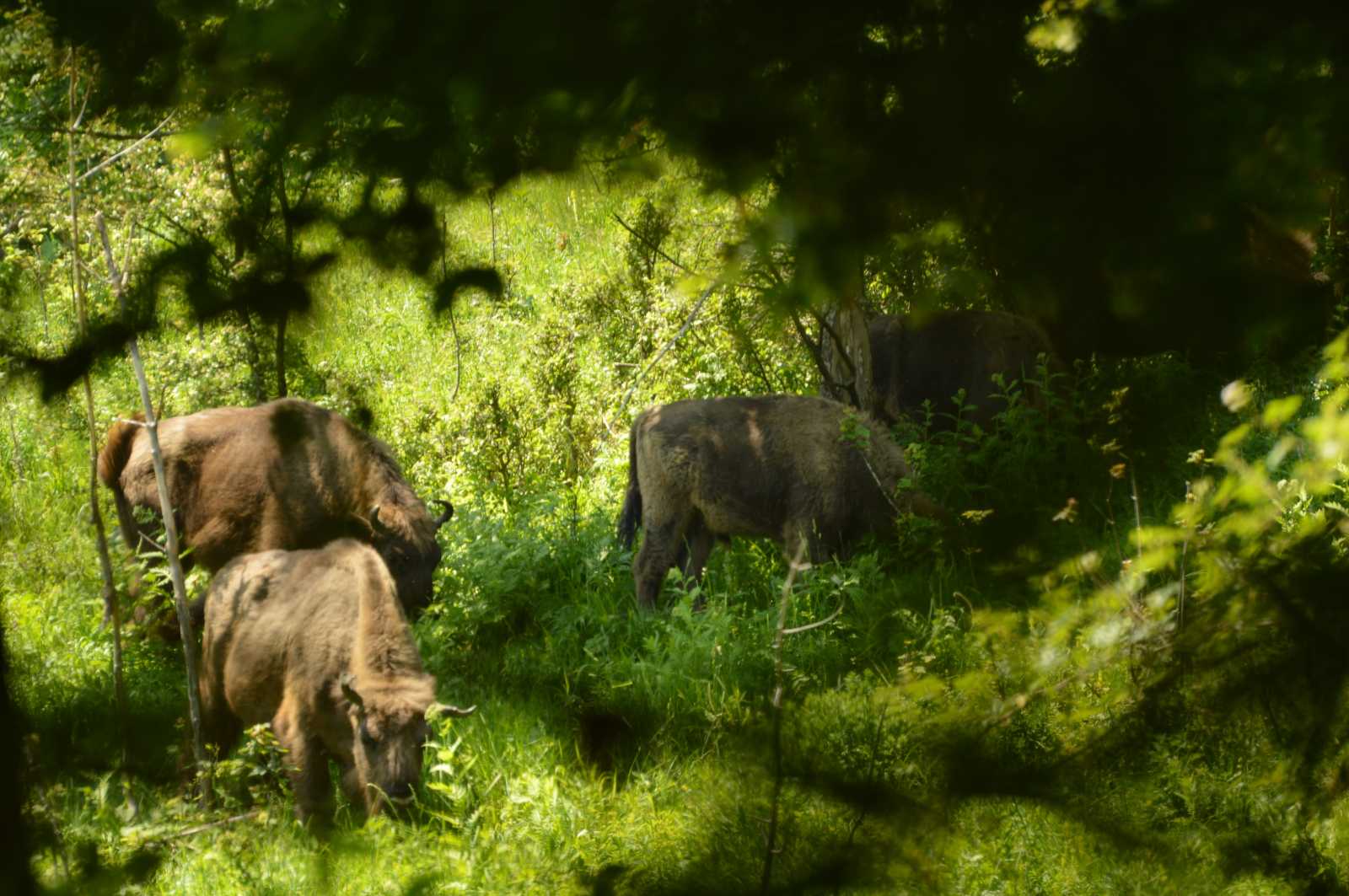 A kutatások eredményei közvetetten Székelyföldön is iránymutatóak lehetnek a nagyvadak tekintetében.